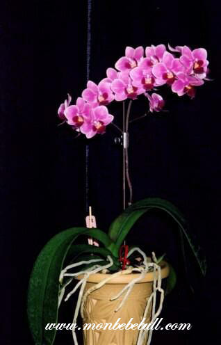 Phalaenopsis 12.jpg